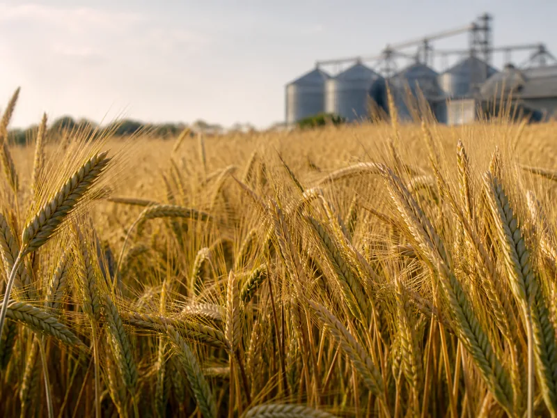 Cereal grain crop supplied by AGRONIKA